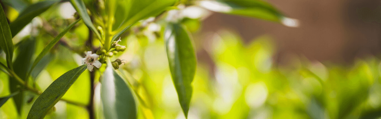 Touch of Ayurveda